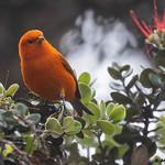Hawaii Akepa / Loxops coccineus