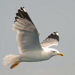 Хохотунья / Larus cachinnans
