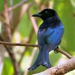 Hair-crested Drongo / Dicrurus hottentottus