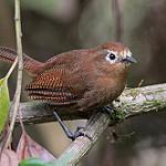 Peruvian Wren / Cinnycerthia peruana