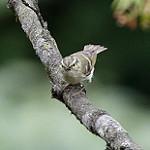 Sichuan Leaf Warbler / Phylloscopus forresti