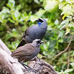 North Island Kokako / Callaeas wilsoni