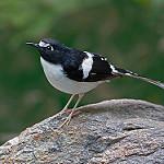 Black-backed Forktail / Enicurus immaculatus