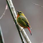 Fire-tailed Myzornis / Myzornis pyrrhoura