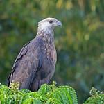Мадагаскарский орлан / Icthyophaga vociferoides