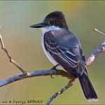 Loggerhead Kingbird / Tyrannus caudifasciatus