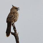 Psophodidae фото