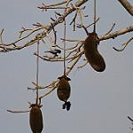Carp's Tit / Melaniparus carpi