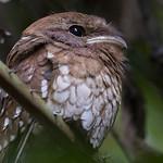 Gould's Frogmouth / Batrachostomus stellatus
