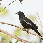 Белоклювый буйволов ткач / Bubalornis albirostris