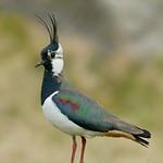 Чибис / Vanellus vanellus