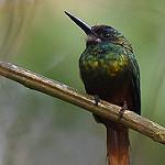 White-chinned Jacamar / Galbula tombacea
