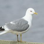 Larus brachyrhynchus
