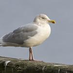 Серебристая чайка / Larus argentatus