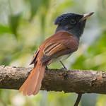 Amur Paradise Flycatcher / Terpsiphone incei
