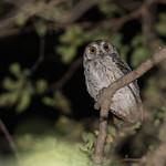 Аравийская сплюшка / Otus pamelae