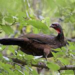 Red-faced Guan / Penelope dabbenei