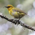 Akiapolaau / Hemignathus wilsoni