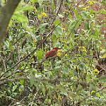 Maranon Spinetail / Synallaxis maranonica