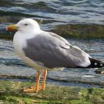 Желтоногая чайка / Larus michahellis