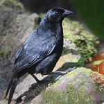 Scrub Blackbird / Dives warczewiczi