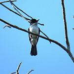 Белогузая сириста / Sirystes albocinereus