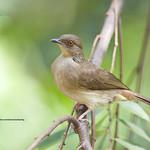 Asian Red-eyed Bulbul / Pycnonotus brunneus