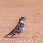 Naumann's Thrush / Turdus naumanni