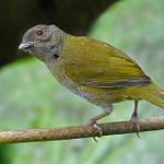 Серогрудый дромник / Chlorospingus semifuscus