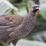 Scaled Chachalaca / Ortalis squamata