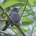 Зебровый колючник / Cymbilaimus lineatus