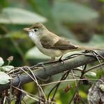 Thick-billed Warbler / Arundinax aedon