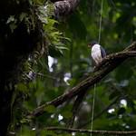 Semiplumbeous Hawk / Leucopternis semiplumbeus