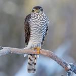 Перепелятник / Accipiter nisus