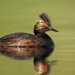 Черношейная поганка / Podiceps nigricollis