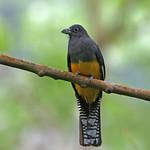 Амазонский трогон / Trogon ramonianus