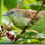 Pin-striped Tit-Babbler / Mixornis gularis