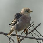 Vinous-breasted Myna / Acridotheres leucocephalus