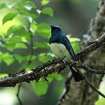 Zappey's Flycatcher / Cyanoptila cumatilis
