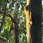 Нарядный хохлатый орёл / Spizaetus ornatus