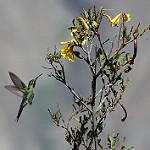Bronze-tailed Comet / Polyonymus caroli