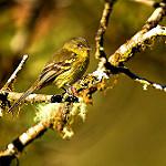 Orange-banded Flycatcher / Nephelomyias lintoni