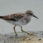 Длиннопалый песочник / Calidris subminuta