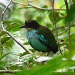 Azure-breasted Pitta / Pitta steerii