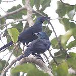 Каштановокрылый скворец / Onychognathus fulgidus