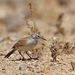 Benguela Long-billed Lark / Certhilauda benguelensis