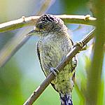 Fine-barred Piculet / Picumnus subtilis