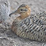 Краснокрылый тинаму / Rhynchotus rufescens