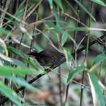 Naga Wren-Babbler / Spelaeornis chocolatinus