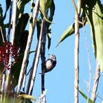 Ocellated Piculet / Picumnus dorbignyanus